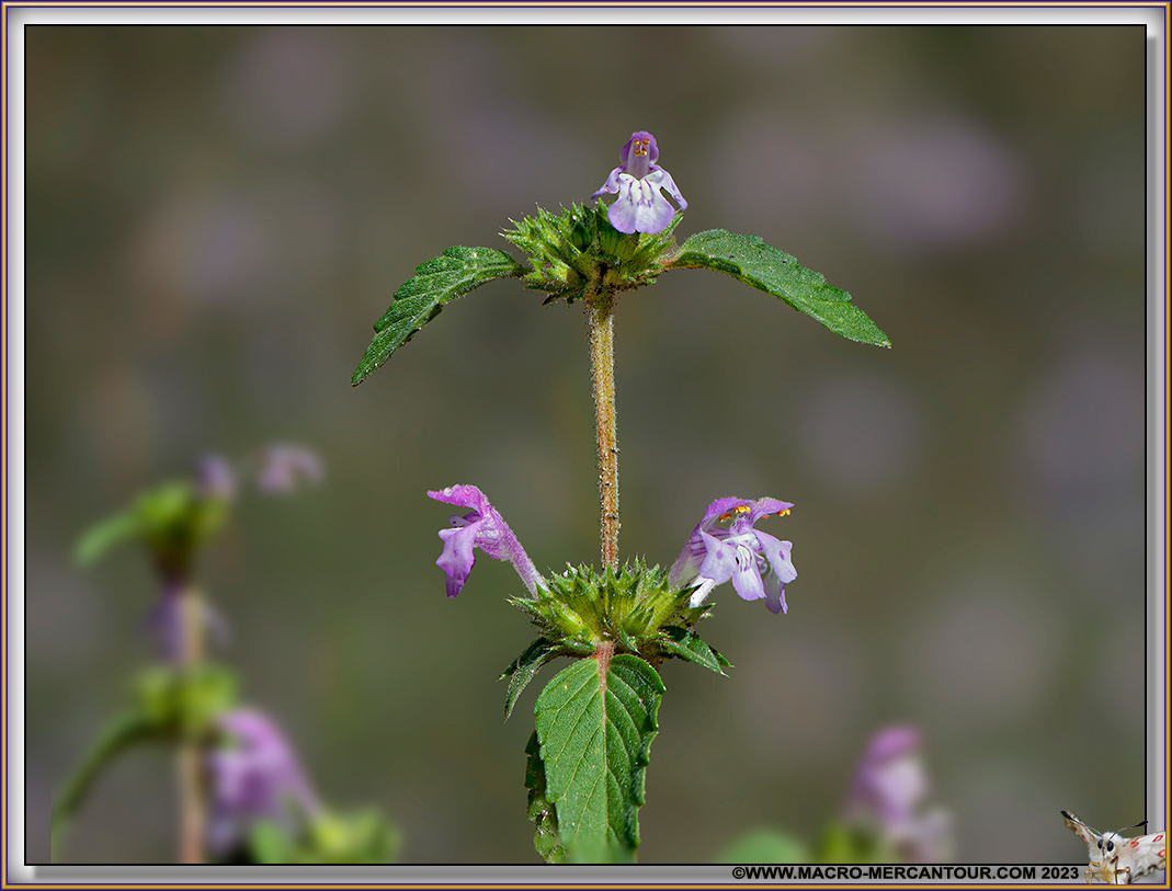 Galeopsis 